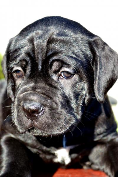 FOR SALE/ПРОДАЕТСЯ: black girl Rosalinda - 45 days / черная девочка Розалинда - 45 дней