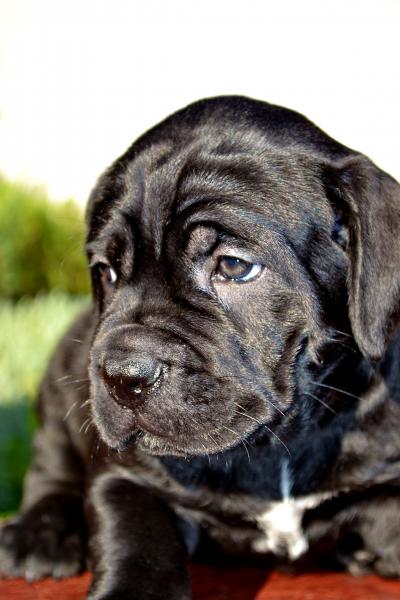 FOR SALE/ПРОДАЕТСЯ: black girl Rosalinda - 45 days / черная девочка Розалинда - 45 дней