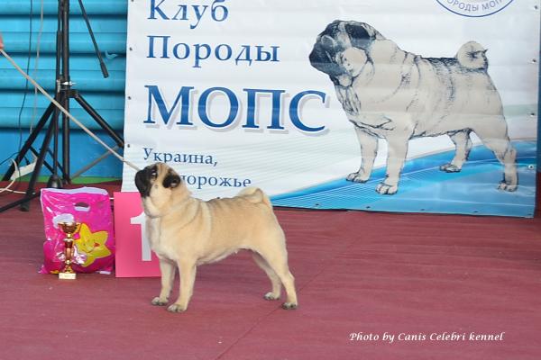 ВОВ окраса класс чемпионов сука MONTES AURI OLIVIA LA VICTORIA - Чемпион Клуба