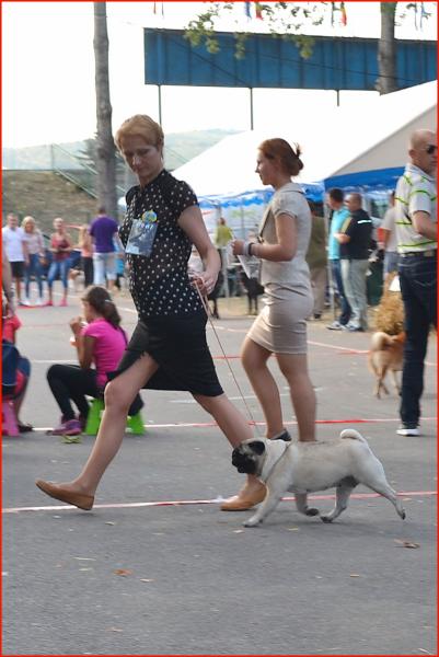 ВОВ, класс чемпионов сука TAGRITANIA KASSIOPEA SAPFO - CACIB