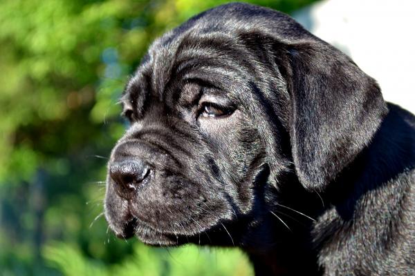 FOR SALE/ПРОДАЕТСЯ: black girl Rosalinda - 45 days / черная девочка Розалинда - 45 дней