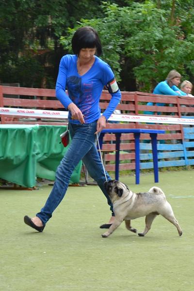 Лучший Юниор Сука CANIS CELEBRI MARIA MIRABELA - JCAC