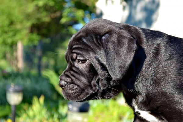FOR SALE/ПРОДАЕТСЯ: black girl Rosalinda - 45 days / черная девочка Розалинда - 45 дней