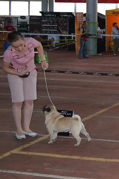 Кобель открытый класс BUCH IGROLEND - САС, RCACIB
