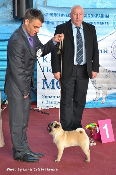 Лучший Щенок Выставки кобель BRUNO SWEET PUG UA