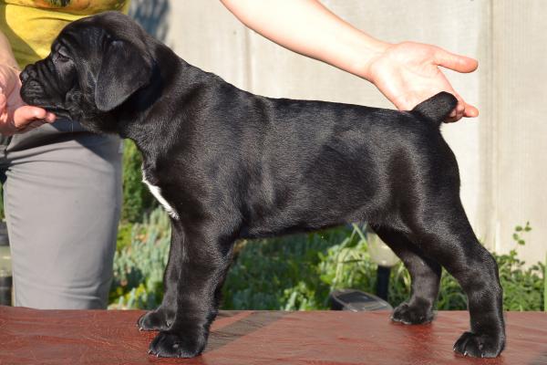 FOR SALE/ПРОДАЕТСЯ: black girl Rosalinda - 45 days / черная девочка Розалинда - 45 дней