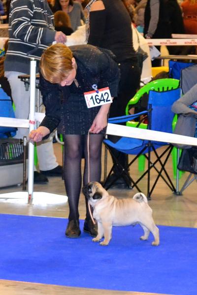 Лучший бэби выставки кобель Canis Celebri Munchhausen