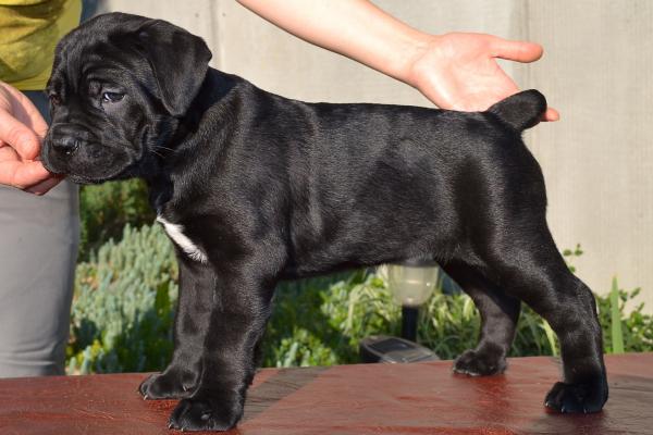 FOR SALE/ПРОДАЕТСЯ: black girl Rosalinda - 45 days / черная девочка Розалинда - 45 дней