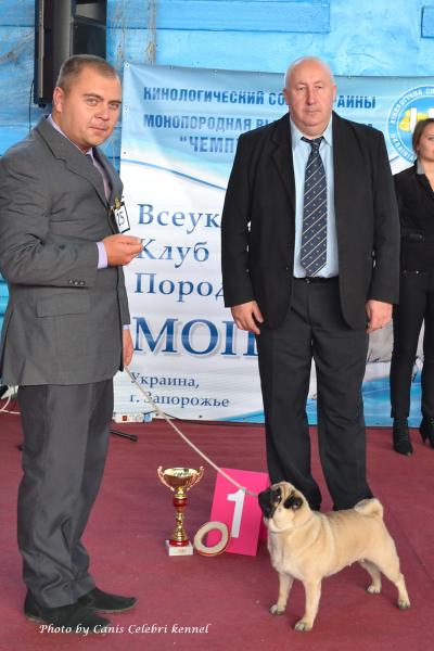 ВОВ окраса класс чемпионов сука MONTES AURI OLIVIA LA VICTORIA - Чемпион Клуба