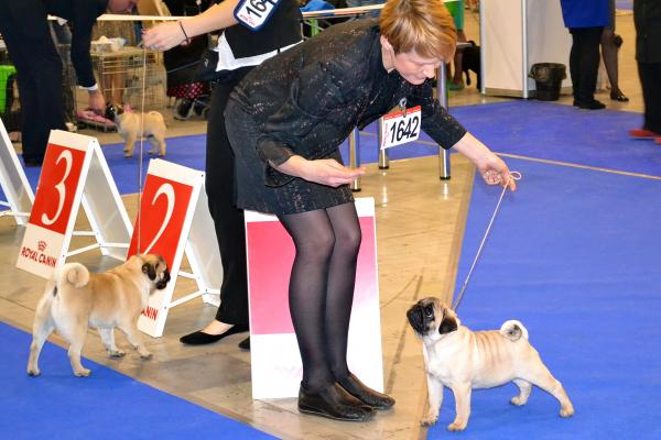 Лучший бэби выставки кобель Canis Celebri Munchhausen