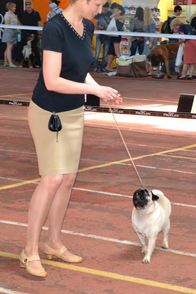 Сука класс чемпионов TAGRITANIA KASSIOPEA SAPFO - CAC, RCACIB