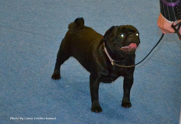 Юниор кобель SNUGGLEPUG BLACK LUCCA - очень хорошо