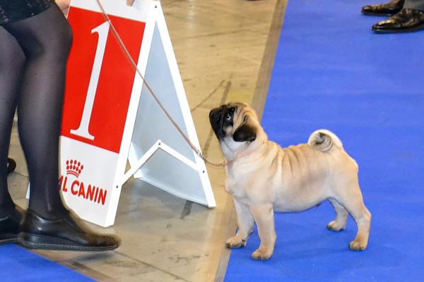 Лучший бэби выставки кобель Canis Celebri Munchhausen