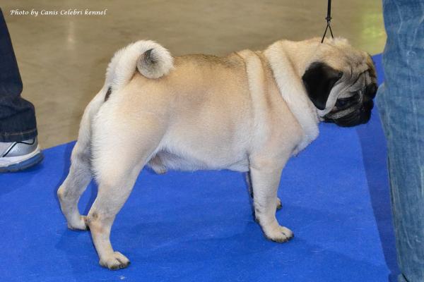 Открытый класс кобель Gold Pug Helza - RCAC