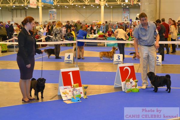 интермедиа кобели VASABI BEST GOLDEN PACK (оч.хор.-1) и ZHOKER TRIUMF RODOM IZ MOPSLANDII (хор.-2)