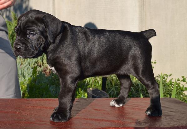 FOR SALE/ПРОДАЕТСЯ: black girl Rafaella - 45 days / черная девочка Рафаэлла - 45 дней