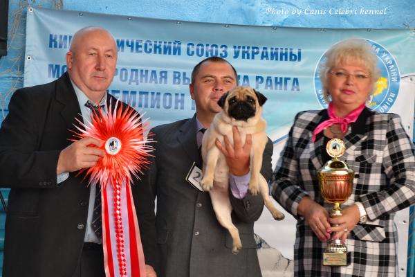 ВОВ окраса класс чемпионов сука MONTES AURI OLIVIA LA VICTORIA - Чемпион Клуба