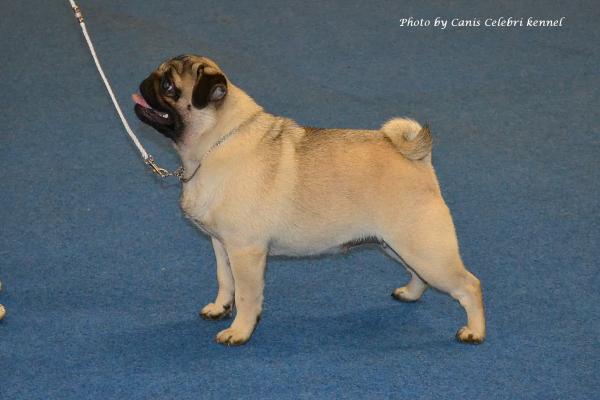 Юниор сука PUGBULLY QUIRKY LAYLA - отлично-4