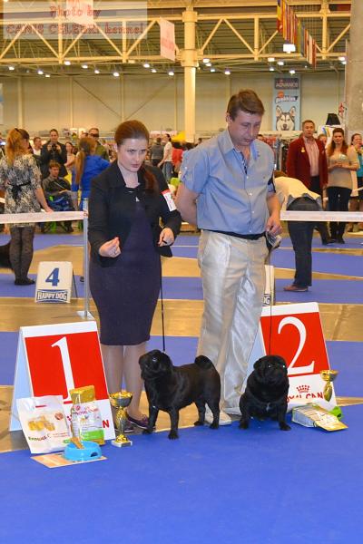 интермедиа кобели VASABI BEST GOLDEN PACK (оч.хор.-1) и ZHOKER TRIUMF RODOM IZ MOPSLANDII (хор.-2)