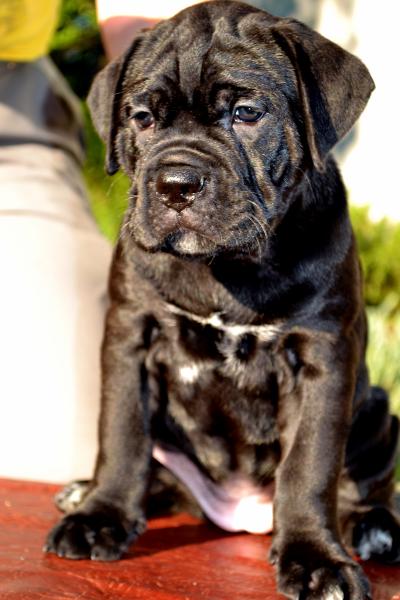 FOR SALE/ПРОДАЕТСЯ: black girl Rafaella - 45 days / черная девочка Рафаэлла - 45 дней