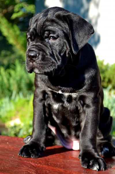 FOR SALE/ПРОДАЕТСЯ: black girl Rafaella - 45 days / черная девочка Рафаэлла - 45 дней