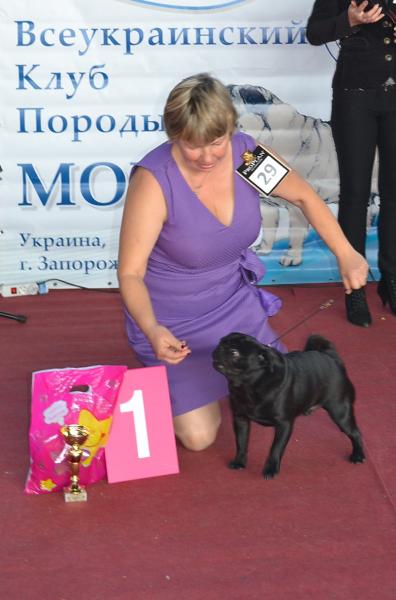 Интермедия лучший кобель HABENERO DE JAVU MY ALL - КЧК