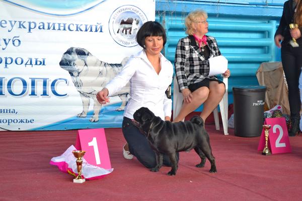 Открытый класс лучший кобель LYUTIK LAMIART S KIEVSKOY RUSI - КЧК