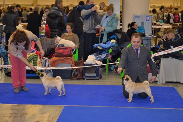 интермедиа суки