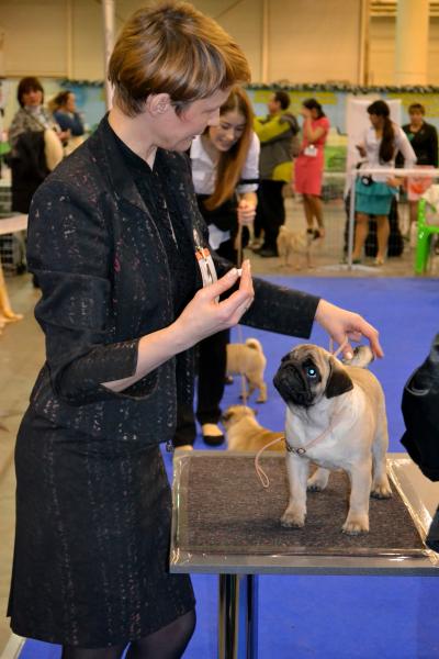Лучший бэби выставки кобель Canis Celebri Munchhausen
