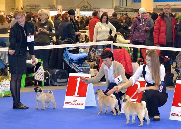 Canis Celebri Munchhausen (Anglaglans Bob Dylan x Tagritania Kassiopea Sapfo)