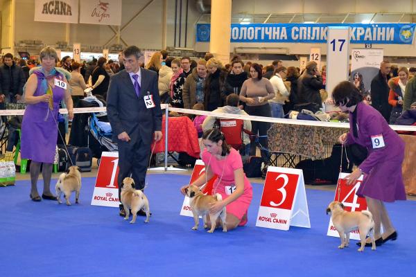 юниоры суки расстановка
