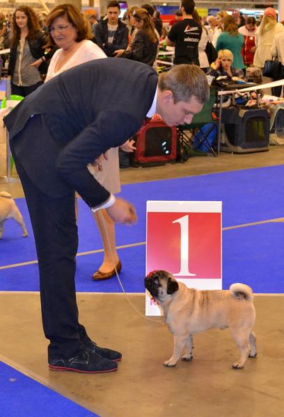 BOB PUGBULLY KNOCKOUT