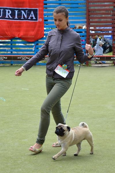 ВОВ юниор кобель CANIS CELEBRI MUNCHHAUSEN