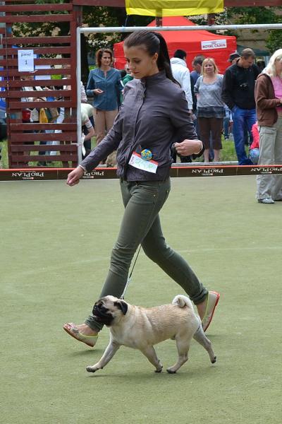 ВОВ юниор кобель CANIS CELEBRI MUNCHHAUSEN