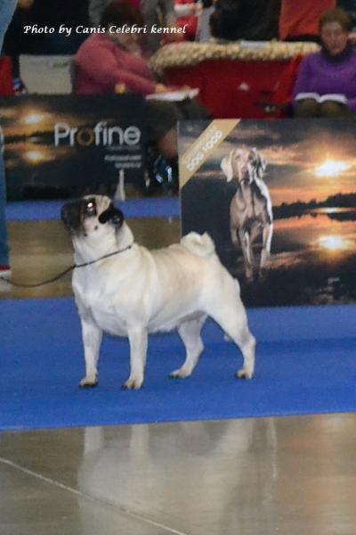 Класс чемпионов сука Pug Isabella Rossellini Ibeth - отлично-2