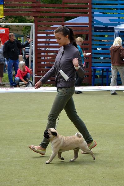 ВОВ юниор кобель CANIS CELEBRI MUNCHHAUSEN