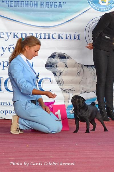 Открытый класс лучшая сука ZHEMCHUZHNAYA ROSSYP' RODOM IZ MOPSLANDII - КЧК