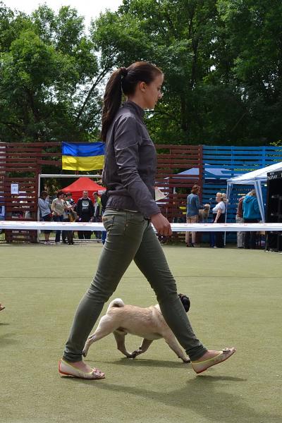 ВОВ юниор кобель CANIS CELEBRI MUNCHHAUSEN