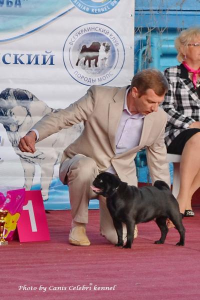 Класс чемпионов лучшая сука OL'DI DO AURA - КЧК