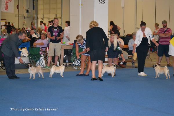 Класс чемпионов суки, оценка "отлично"