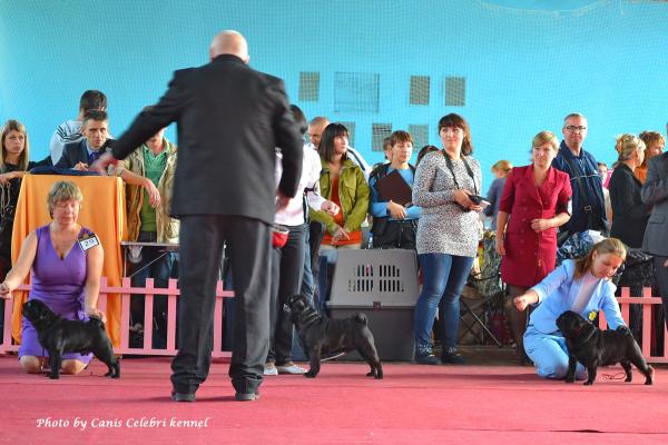 Сравнение на Лучшего Кобеля Окраса