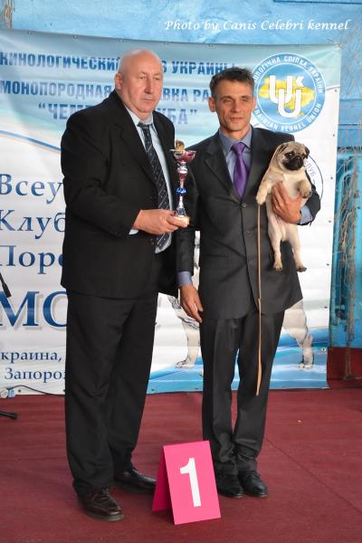 Лучший бэби выставки кобель CEZAR SWEET PUG UA
