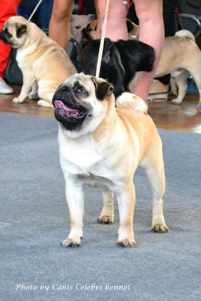 Лучший щенок кобель BRUNO SWEET PUG UA - большая перспектива-1