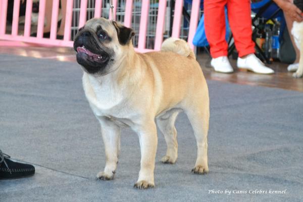 Лучший щенок кобель BRUNO SWEET PUG UA - большая перспектива-1