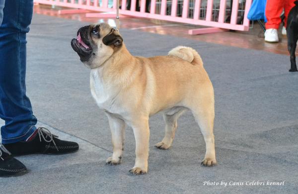 Лучший щенок кобель BRUNO SWEET PUG UA - большая перспектива-1