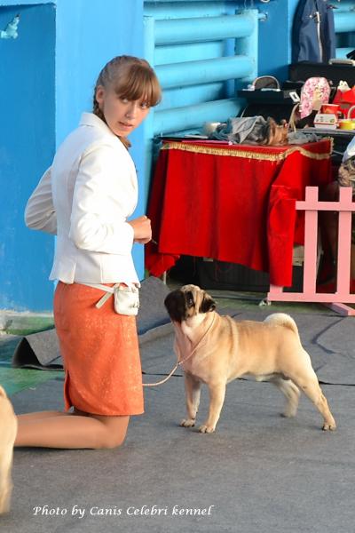Юниор кобель KING WINNER DON - 3