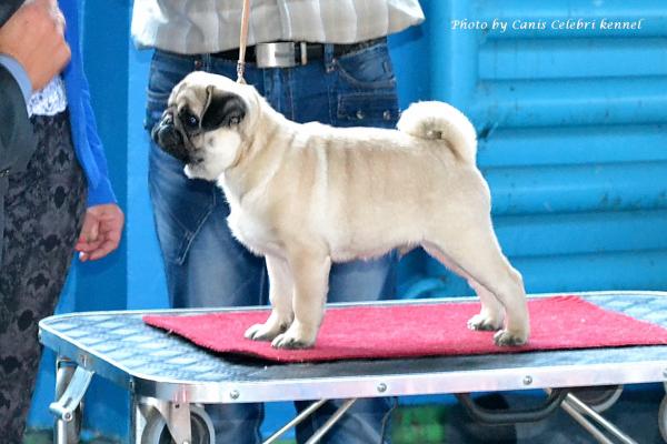 Лучший Бэби выставки, кобель CEZAR SWEET PUG UA