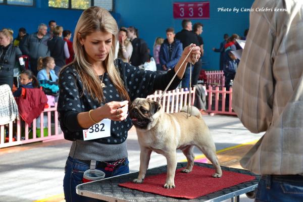 Лучший Щенок Выставки кобель BRUNO SWEET PUG UA