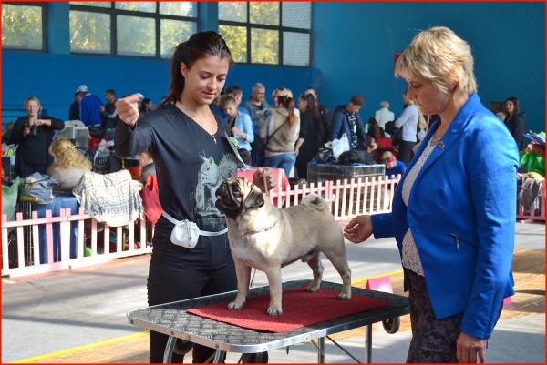 Юниор кобель CANIS CELEBRI MUNCHHAUSEN - отлично-2