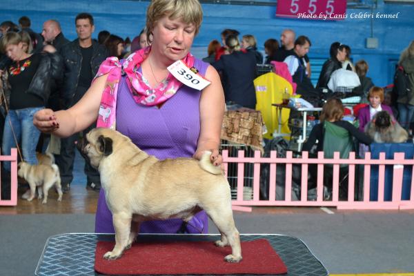 ВОВ класс чемпионов кобель HABENERO DE JAVU TANNER - CACIB